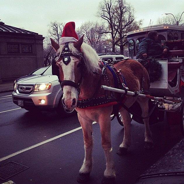 christmas decorated horses 7 (1)