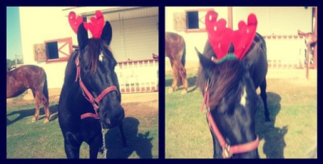 holiday horses 8 (1)