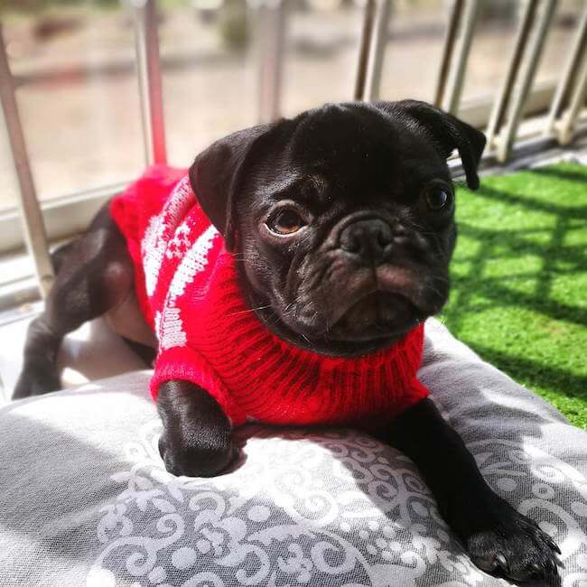 dogs wearing sweaters 13 (1)