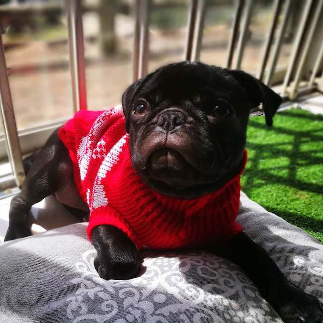 dogs wearing sweaters 14 (1)