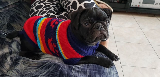 puppies in sweaters 5 (1)