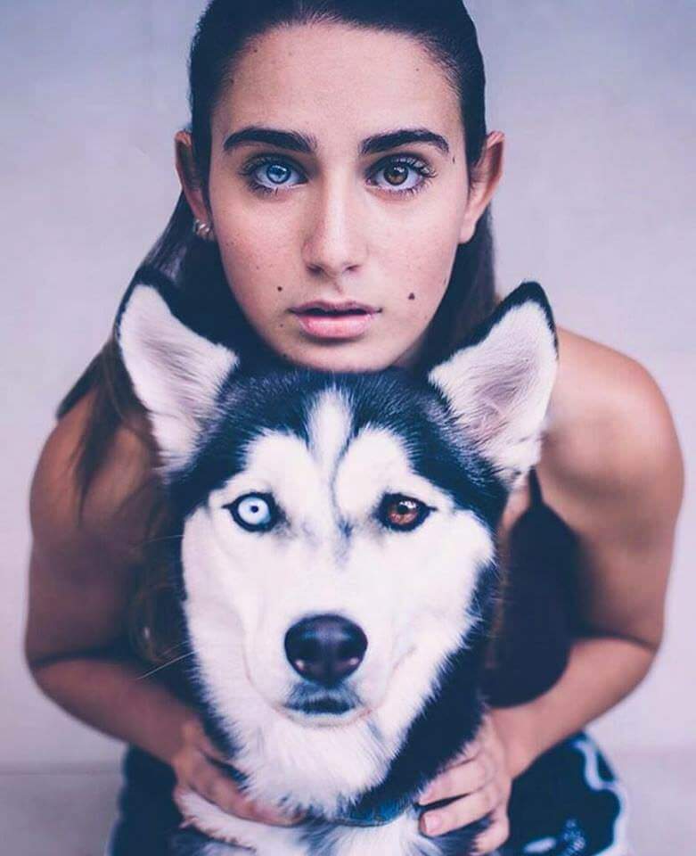 Beautiful Heterochromia Husky Pose With Model With 