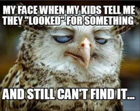 29 Funny Owl Memes That Are So Funny Theyre Actually A Hoot 2381