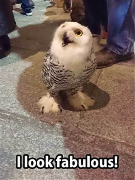 owl puns 11 (1)