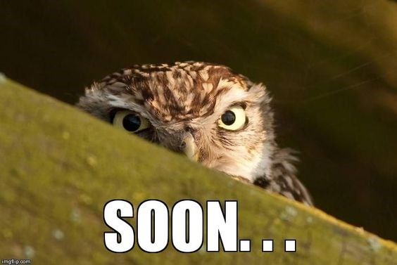 29 Funny Owl Memes That Are So Funny They're Actually a Hoot