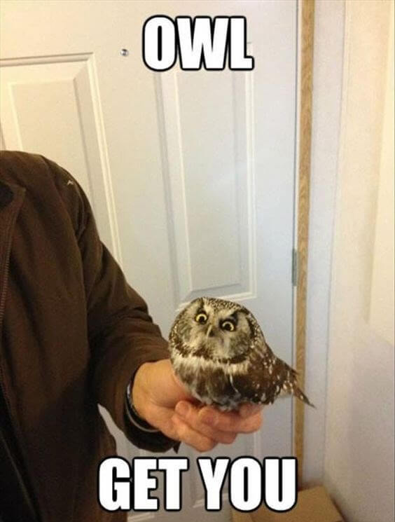 29 Funny Owl Memes That Are So Funny They're Actually a Hoot