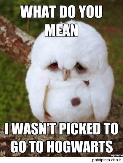 29 Funny Owl Memes That Are So Funny They Re Actually A Hoot