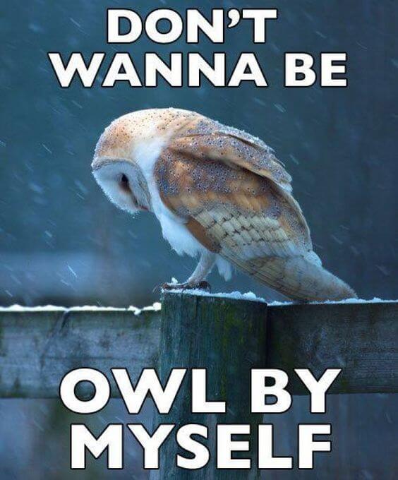 funny owls 23 (1)