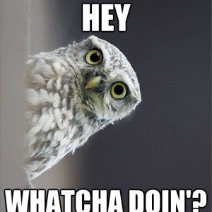 funny owls 24 (1)