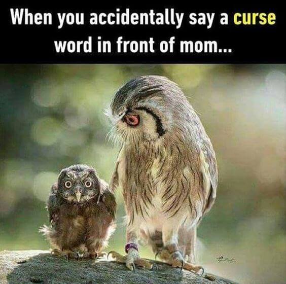 29 Funny Owl Memes That Are So Funny They're Actually a Hoot