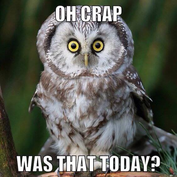 29 Funny Owl Memes That Are So Funny They're Actually a Hoot