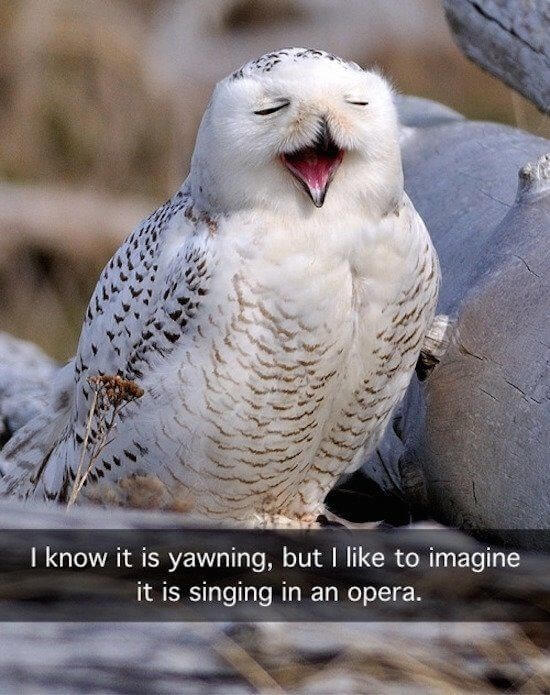 morning bird night owl meme