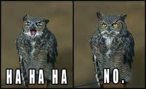 owls funny 6 (1)