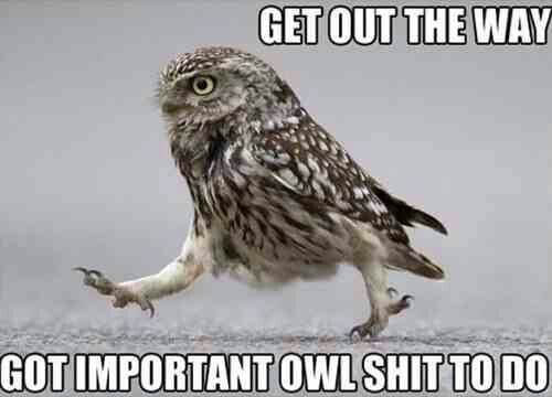 owls funny 7 (1)