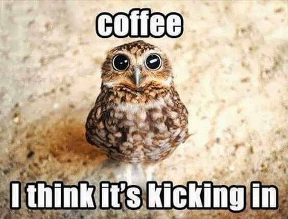 29 Funny Owl Memes That Are So Funny They Re Actually A Hoot