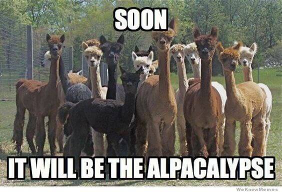 Alpaca pictures 10 (1)