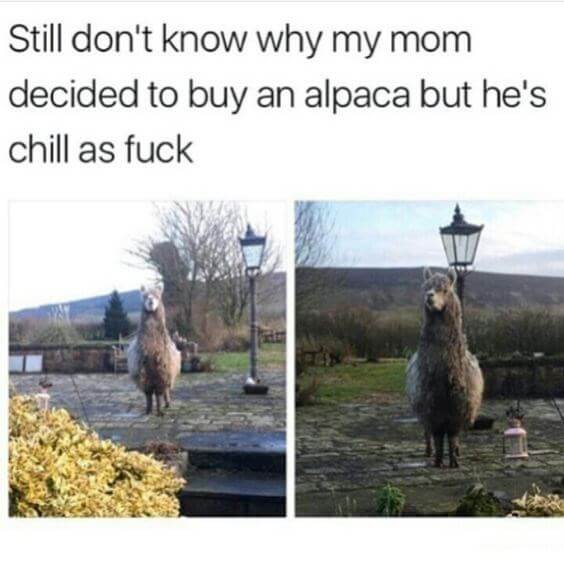 Alpaca funny images 13 (1)