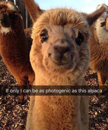 Alpaca images 4 (1)