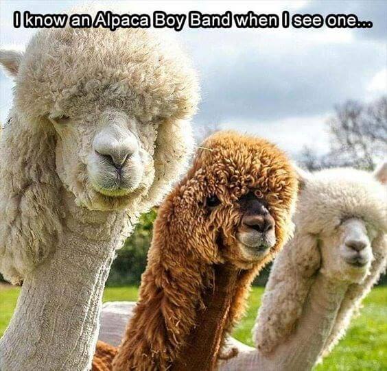 Alpaca images 5 (1)