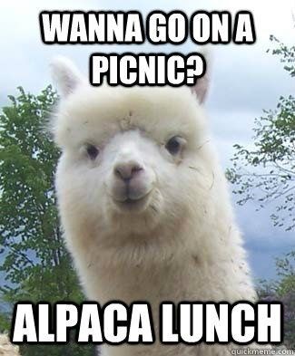 Alpaca images 6 (1)