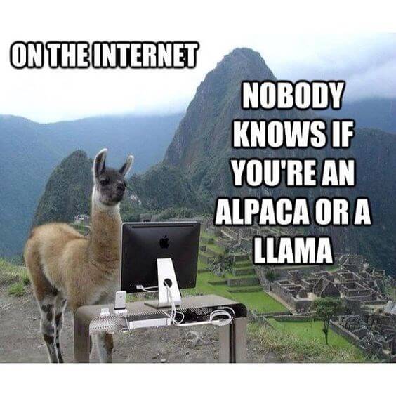 Alpaca images 7 (1)