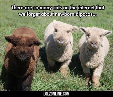 Alpaca pictures 8 (1)