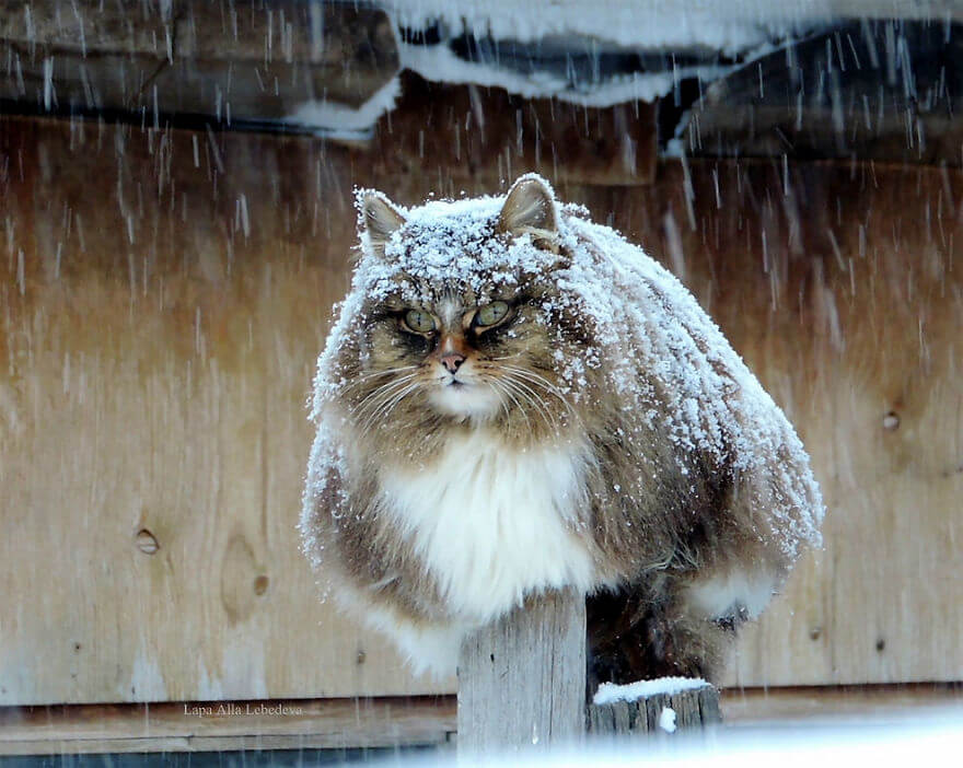 Siberian Cats alla lebedeva 1 (1)