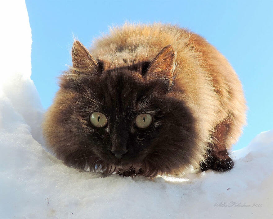 Siberian Farm Cats alla lebedeva 10 (1)