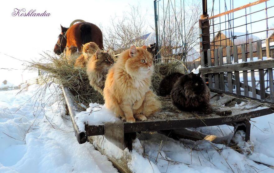 Siberian Farm Cats alla lebedeva 11 (1)