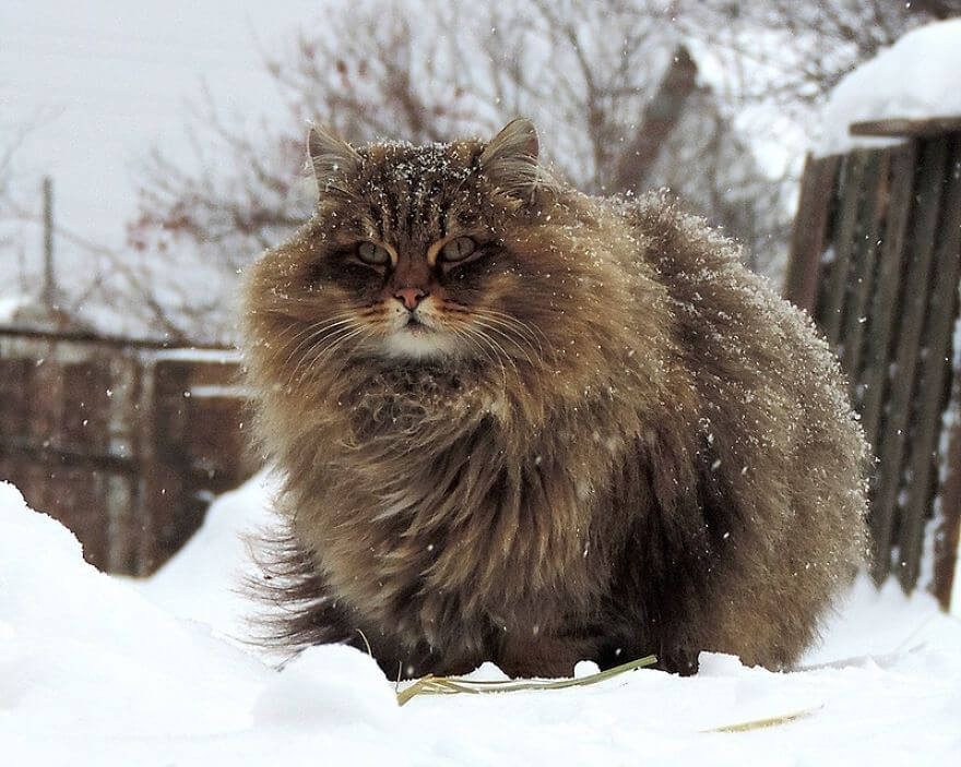 Siberian Farm Cats alla lebedeva 12 (1)