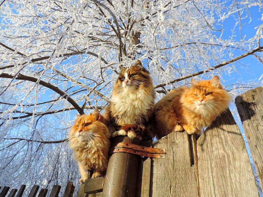 Siberian Farm Cats alla lebedeva 13 (1)