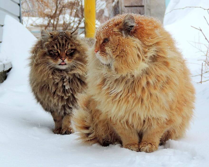 Siberian Farm Cats alla lebedeva 14 (1)