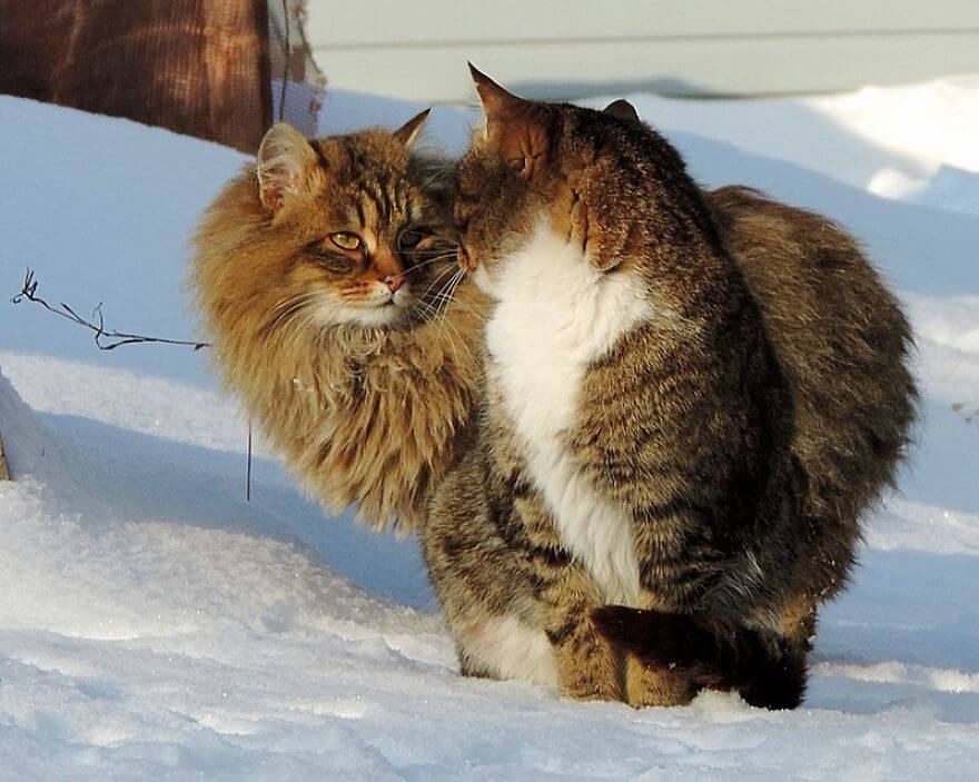 Siberian Farm Cats alla lebedeva 15 (1)