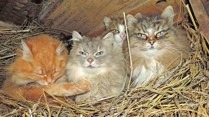 Siberian Farm Cats alla lebedeva 18 (1)