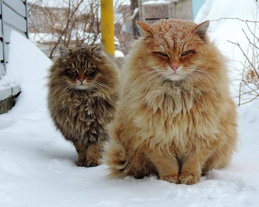 Siberian Cats alla lebedeva 2 (1)