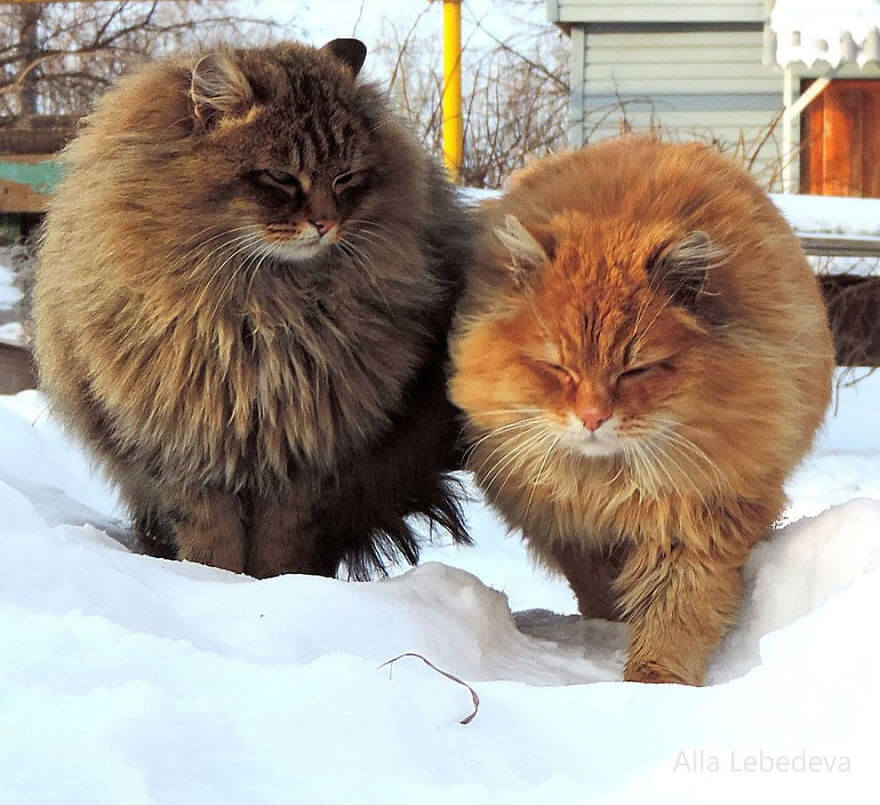 Siberian Farm Cats alla lebedeva 20 (1)