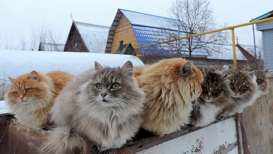 Siberian Farm Cats alla lebedeva 24 (1)