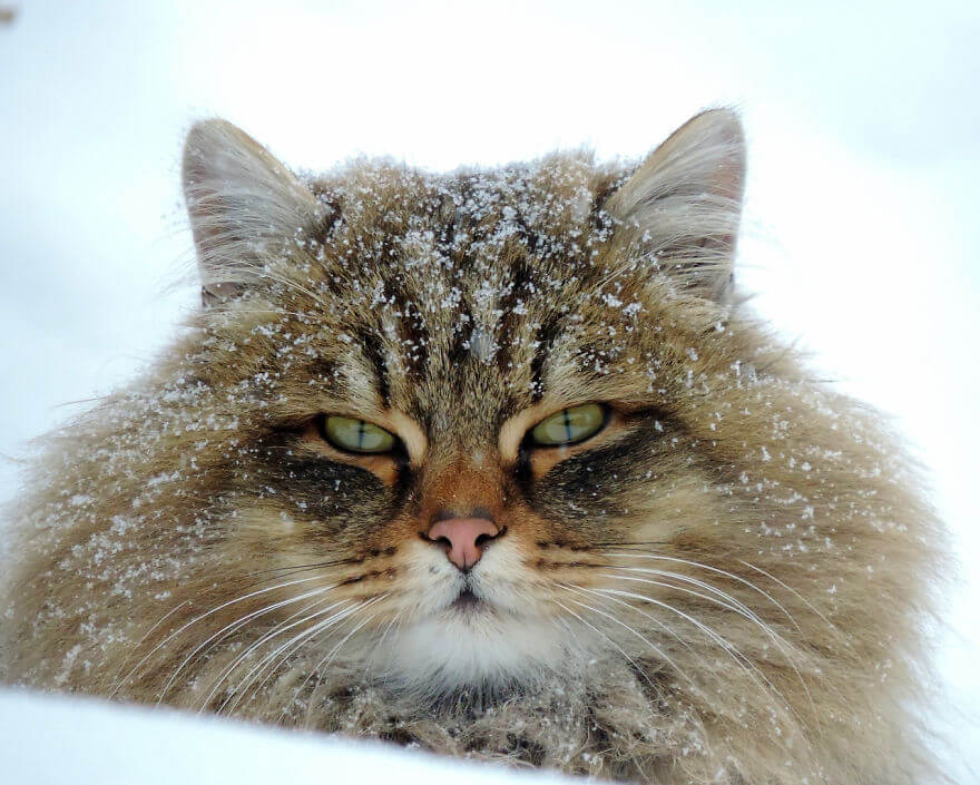 Siberian Cats alla lebedeva 3 (1)