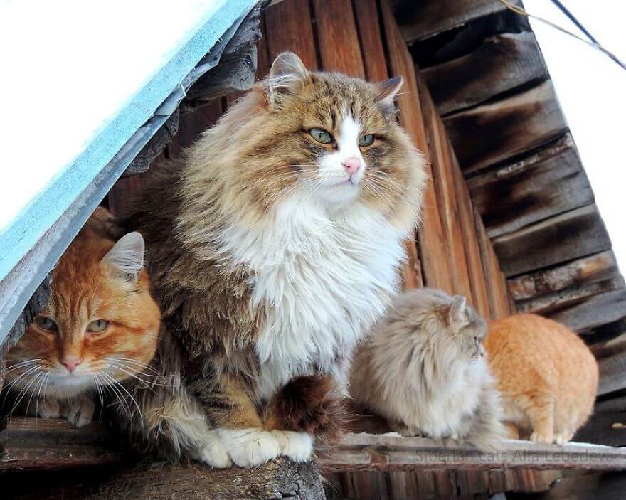 Siberian Farm Cats alla lebedeva 30 (1)