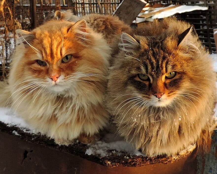 Siberian Farm Cats alla lebedeva 31 (1)