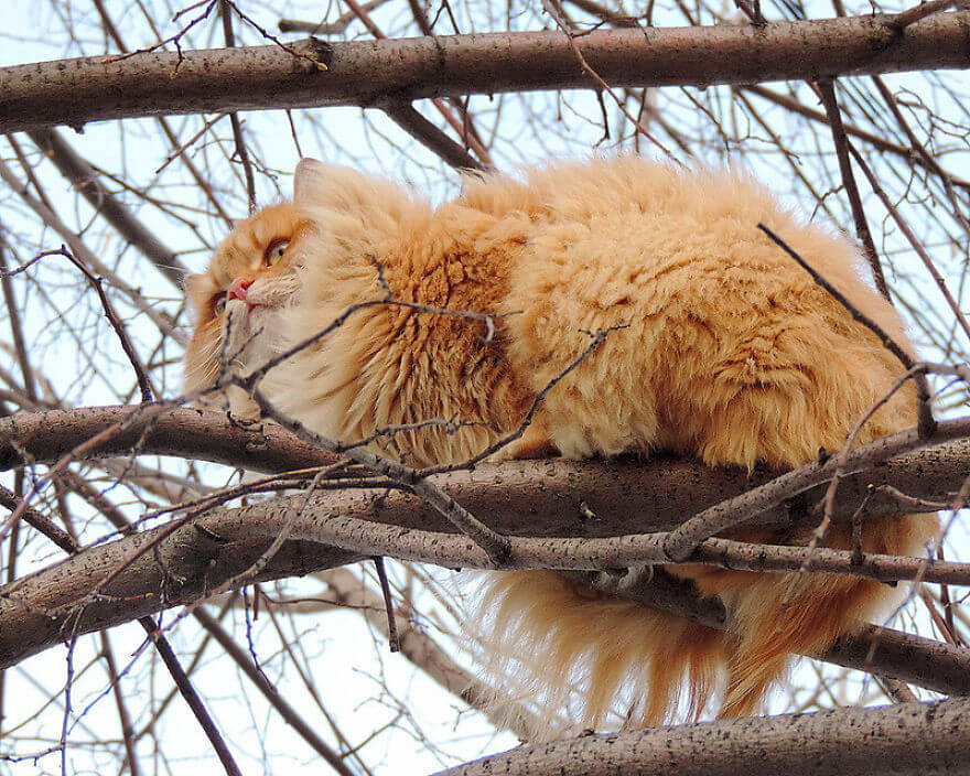 Siberian Farm Cats alla lebedeva 34 (1)