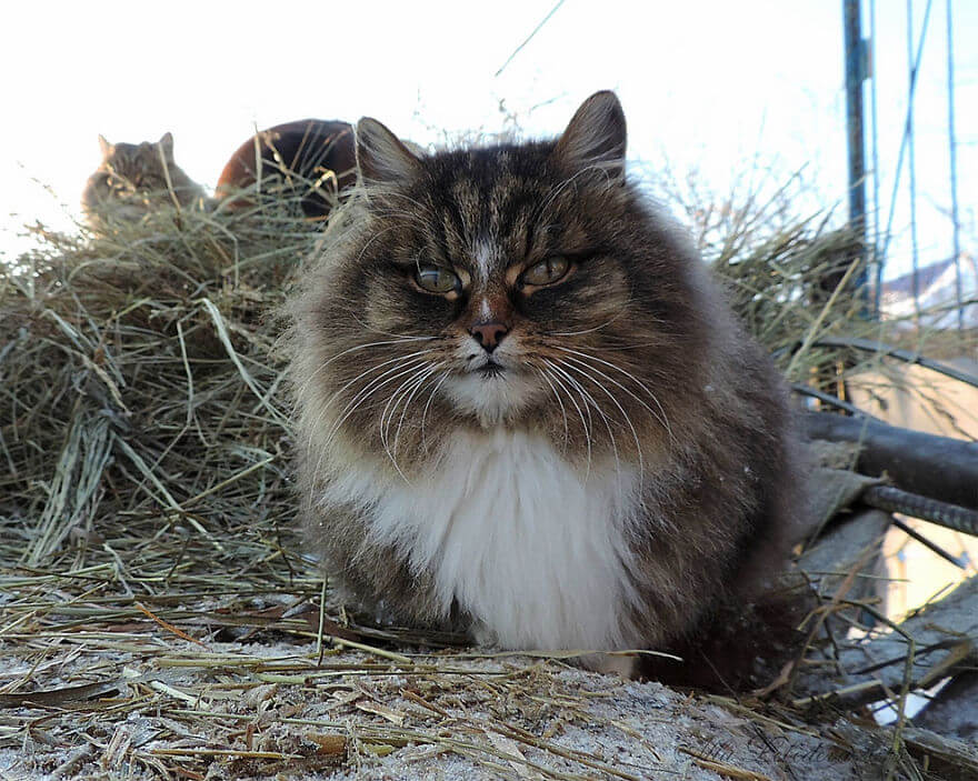 Siberian Farm Cats alla lebedeva 36 (1)