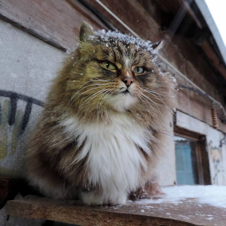 Siberian Farm Cats alla lebedeva 38 (1)