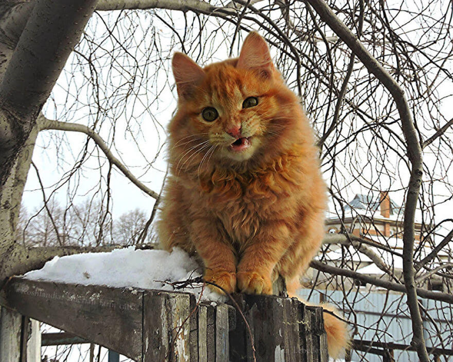 Siberian Farm Cats alla lebedeva 4 (1)