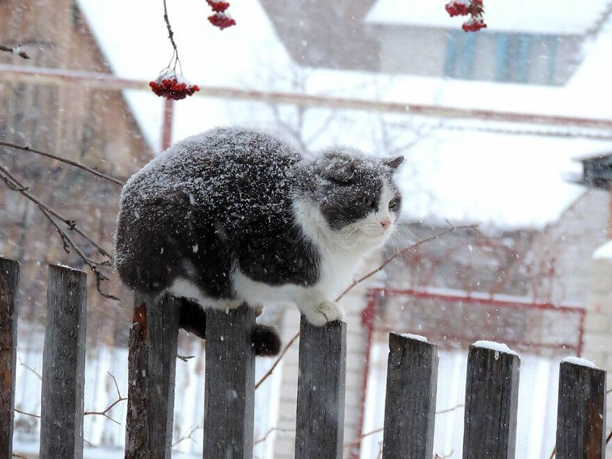 Siberian Farm Cats alla lebedeva 41 (1)