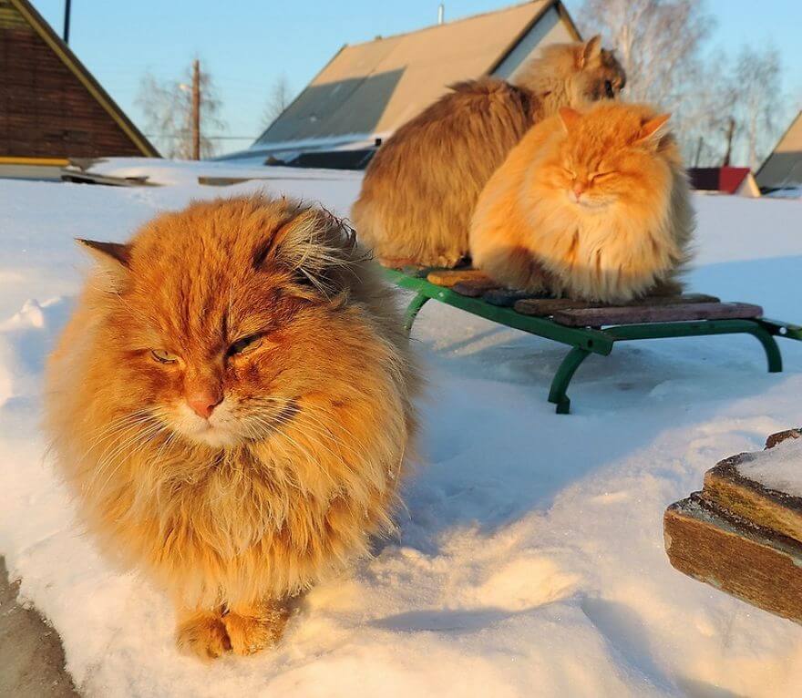 Siberian Farm Cats alla lebedeva 43 (1)