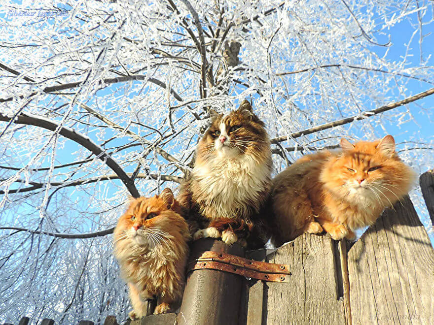 Siberian Farm Cats alla lebedeva 44 (1)