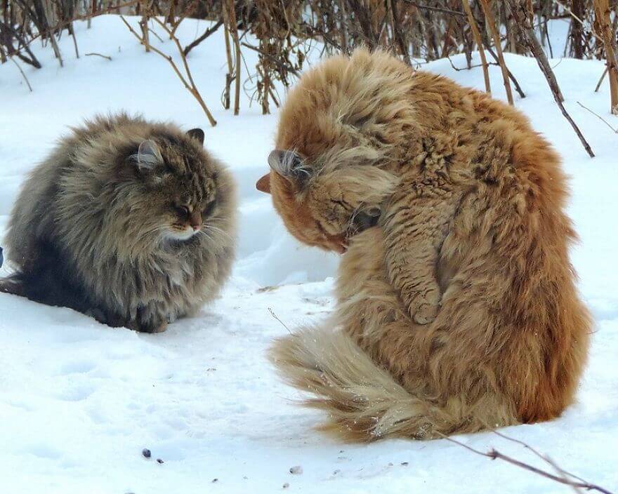 Siberian Farm Cats alla lebedeva 45 (1)