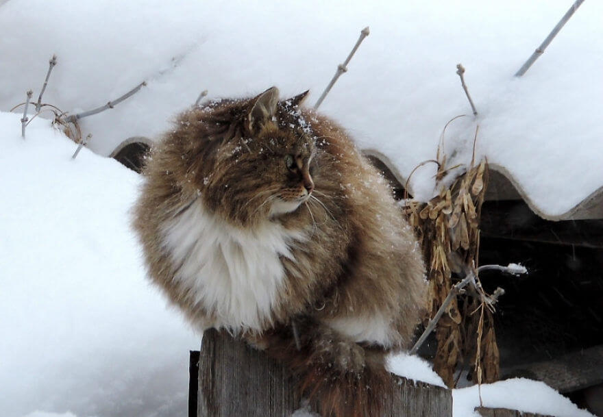 Siberian Farm Cats alla lebedeva 46 (1)