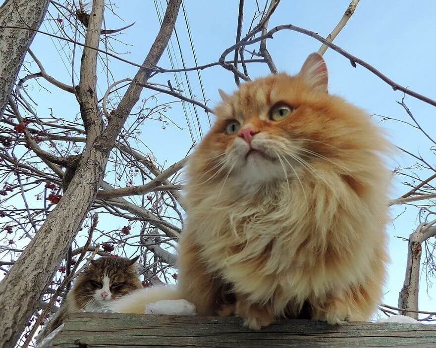 Siberian Farm Cats alla lebedeva 47 (1)